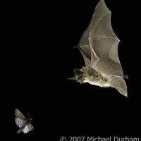 Bat about to catch a Moth