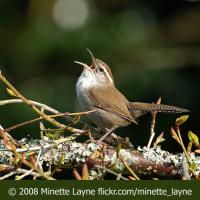 Bewick's Wren Singing