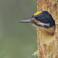 A Black-backed Woodpecker peeking out of a nest hole in a tree trunk