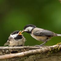 Black-capped Chickadee chick being fed by parent