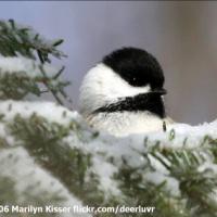 Black-capped Chickadee