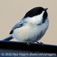 Black-capped Chickadee