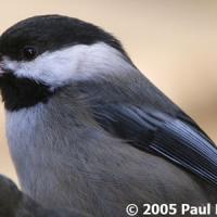 Black-capped Chickadee