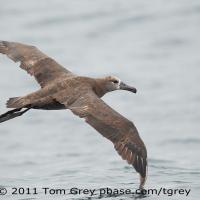 Black-footed Albatross gliding above ocean waves