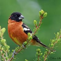 A male Black-headed Grosbeak perched on an evergreen bough against a green background.
