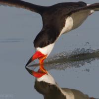 Black Skimmer