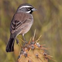 Black-throated Sparrow