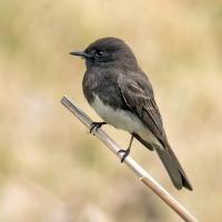 Black Phoebe by Mick Thompson