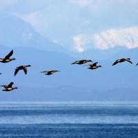 Black Brant Flying