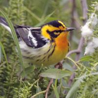 Blackburnian Warbler