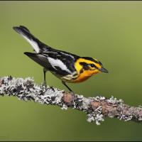 Blackburnian Warbler