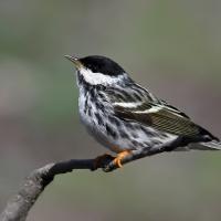 Blackpoll Warbler