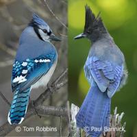 Blue Jay and Steller's Jay