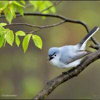 Blue-gray Gnatcatcher