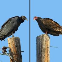 Black Vulture - Turkey Vulture comparison