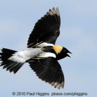 Bobolink in Flight