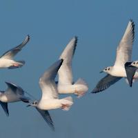 Bonaparte's Gulls, non-breeding plumage