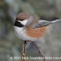 Boreal Chickadee