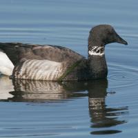Brant