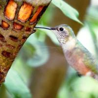 Broad-tailed Hummingbird drinking sap from tree bark