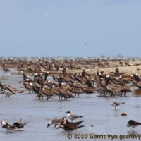 Brown Pelicans