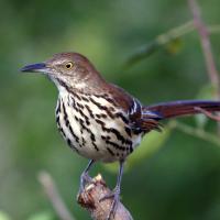 Brown Thrasher