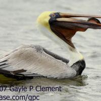 A Brown Pelican