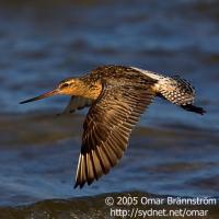 Bar-tailed Godwit in Flight