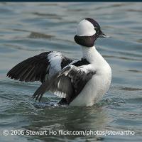 Bufflehead