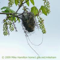 The Oriole's Nest