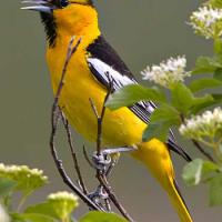 Bullocks Oriole