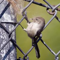 Bushtit