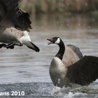 Canada Geese