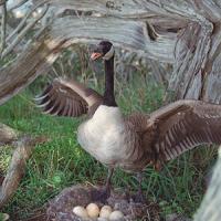 Canada Goose