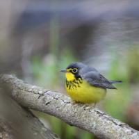 Canada Warbler
