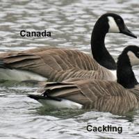 Canada Goose and Cackling Goose 