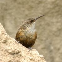 A Canyon Wren