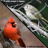 Cardinal (bottom) and Vireo (top)