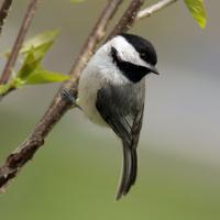 Carolina Chickadee