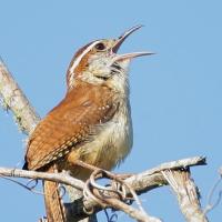 Carolina Wren