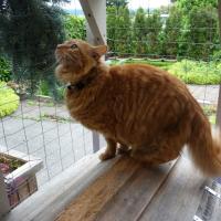 A Catio with cat