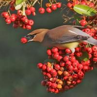 Cedar Waxwing eating berries, a favorite food