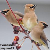 Cedar Waxwing