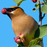 Cedar Waxwing