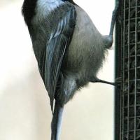 Black-capped Chickadee