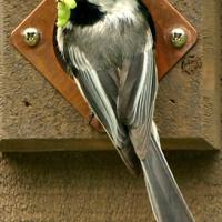 Black-capped Chickadee