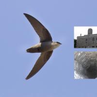 Chimney Swift with image showing chimney at Thompson Rivers University