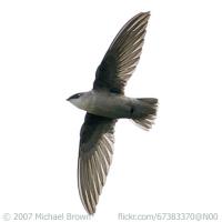 Chimney Swift