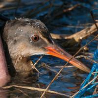 Clapper Rail seen in a marsh