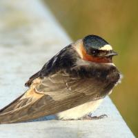 Cliff Swallow